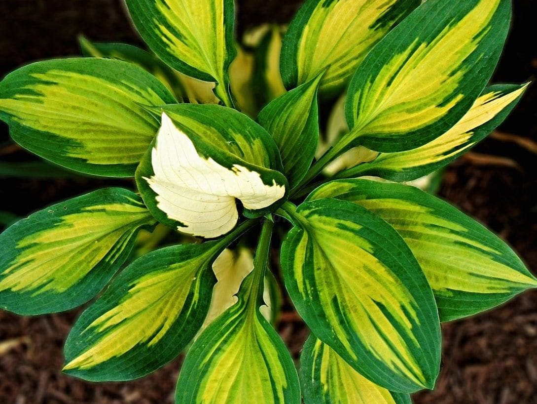 Zozot Garden 6